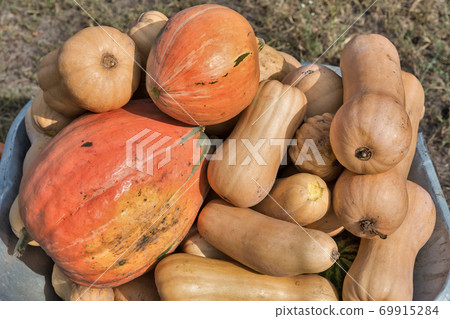 cart full of pumpkins closeup 69915284
