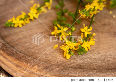 Fresh blooming agrimony plant on a table 69915306