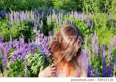 Caucasian red hair girl gathers bright purple lupins on the field. She has beautiful shiny hair. Lifestyle photo, Selective focus. Caucasian red hair girl gathers bright purple lupins on the field. She has beautiful shiny hair. Lifestyle photo, Selective focus. 69915516