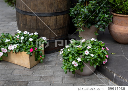 Many beautiful different Catharanthus roseus and white flowers plants in various pots against old retro vintage wooden cask barrel. Home yard garden or cafe entrance decoration gardening and design Many beautiful different Catharanthus roseus and white flowers plants in various pots against old retro vintage wooden cask barrel. Home yard garden or cafe entrance decoration gardening and design 69915986