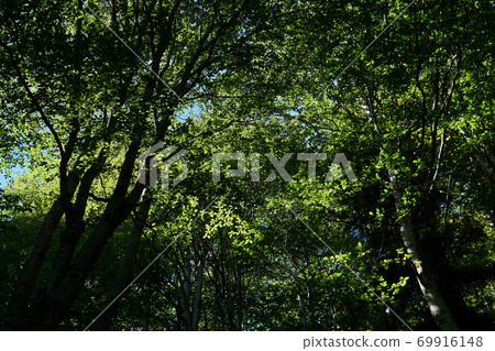 tree crowns with green foliage - a look from the bottom up in a beech grove tree crowns with green foliage - a look from the bottom up in a beech grove 69916148