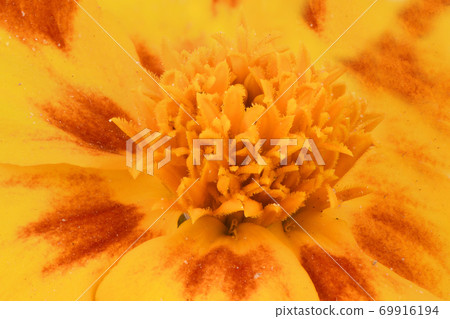 Tagetes patula. Orange Marigold flower, French marigold. Tagetes patula. Orange Marigold flower, French marigold. 69916194