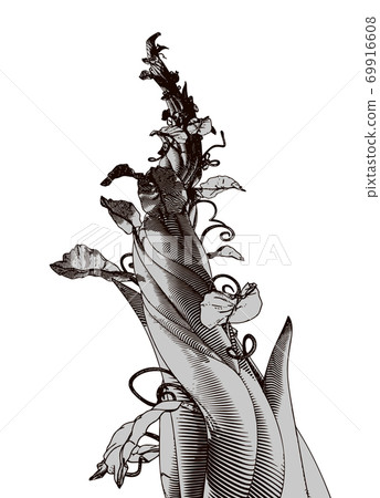 Monochrome drawing beanstalk illustration isolated on white BG 69916608