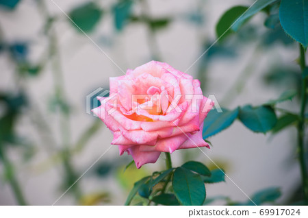 Smell the blossom. Garden rose in blossom. Delicate pink Smell the blossom. Garden rose in blossom. Delicate pink 69917024
