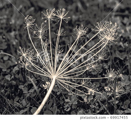 Pretty real dry dill umbrella Pretty real dry dill umbrella 69917455