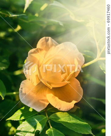 Pretty open yellow rose in sun Pretty open yellow rose in sun 69917460