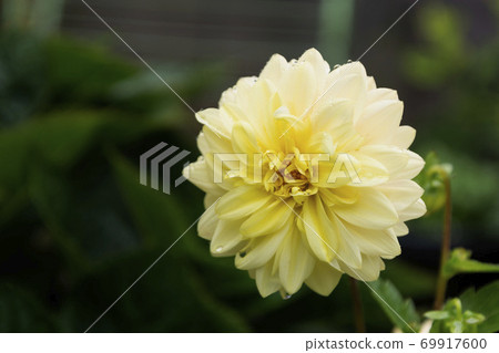 Dahlia flowers, blooming garden in summer, dark photo Dahlia flowers, blooming garden in summer, dark photo 69917600