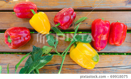 Red and yellow ripe freshly picked peppers 69918075