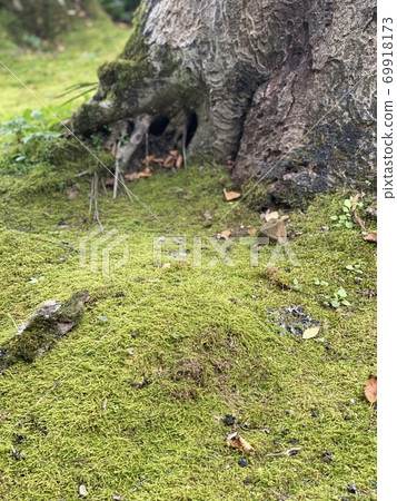 Dwarf lives Dwarf lives 69918173