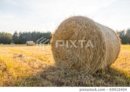 Haystacks in the field. Straw bales. Harvesting. Harvesting feed for the farm. Rural landscape. Countryside concept. 69918404