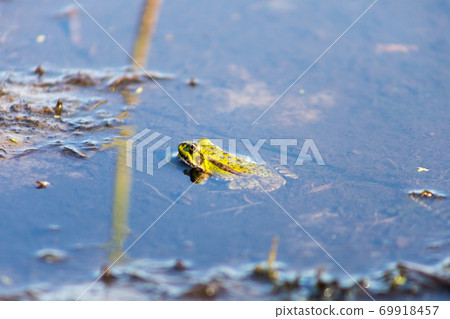 Green frog swims in the water in a swamp. Croaks loudly, blowing bubbles. Courtship games. Nature and fauna in the summer. Green frog swims in the water in a swamp. Croaks loudly, blowing bubbles. Courtship games. Nature and fauna in the summer. 69918457
