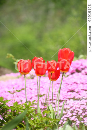 Several red tulips and moss phlox blooming in the green bokeh back Several red tulips and moss phlox blooming in the green bokeh back 69919108