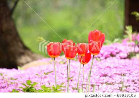 Several red tulips and moss phlox blooming in the green bokeh back Several red tulips and moss phlox blooming in the green bokeh back 69919109