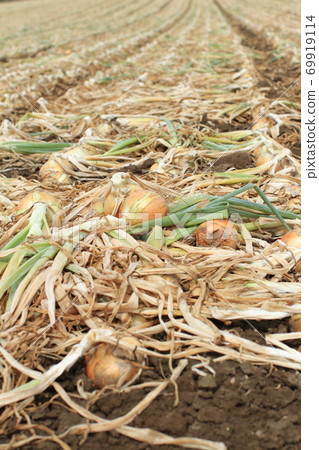 Hokkaido onion field near harvest 69919114