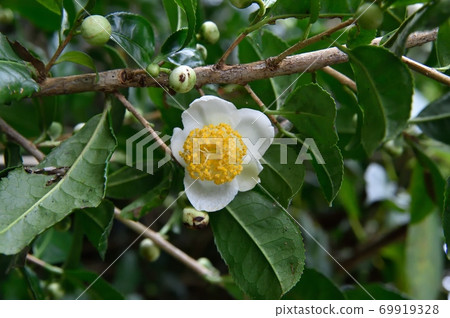 Tea flower 69919328