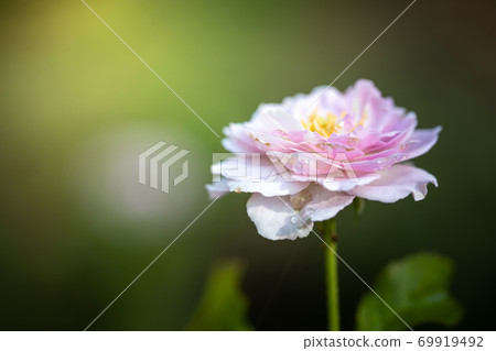 Roses in the garden Roses in the garden 69919492