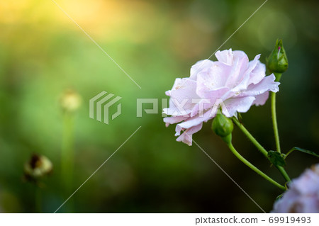 Roses in the garden 69919493