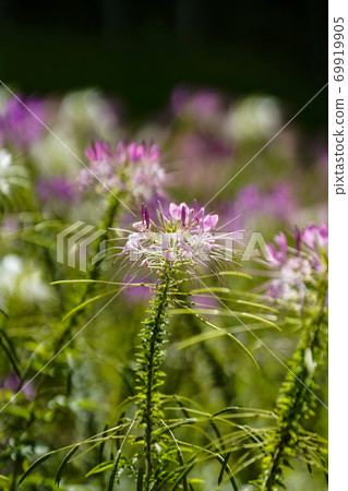 Flower of Creme Flower of Creme 69919905