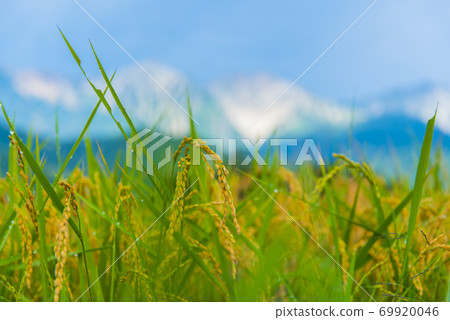 稻荷和白馬美山 69920046