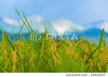 稻荷和白馬美山 69920047