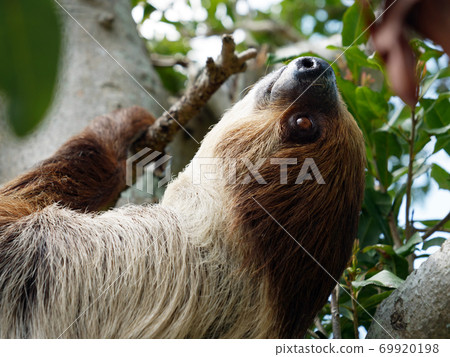 Sloth Futayub Sloth Animal 69920198
