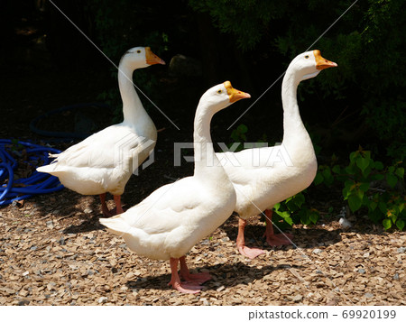Goose bird Goose bird 69920199