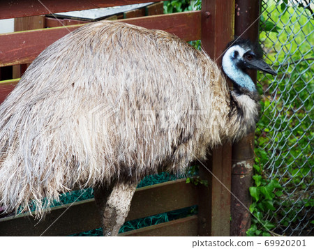 Emu cassowary bird, flightless bird Emu cassowary bird, flightless bird 69920201