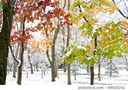 七彩樹在初冬的公園與雪 69920202