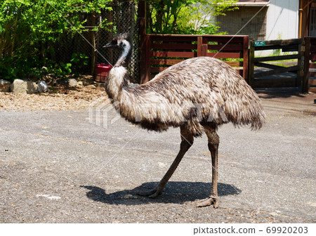 mu Hikuidori不會飛的鳥 mu Hikuidori不會飛的鳥 69920203