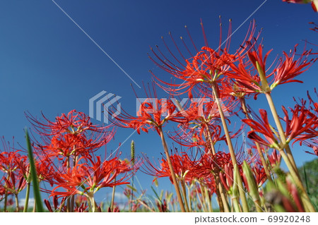 A landscape of bright red cluster amaryllis blooming on the riverbed in Itako City, Ibaraki Prefecture 69920248