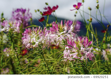 Image of Cosmos and Cleome flowers