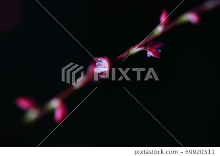 Mizuhikisou (Mizuhiki grass) close-up image 69920311