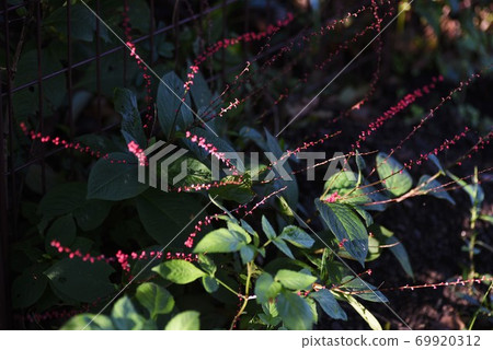 Mizuhikisou (Mizuhiki grass) close-up image 69920312