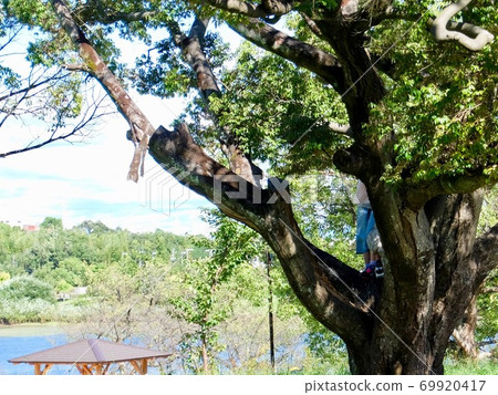 孩子們爬樹 69920417