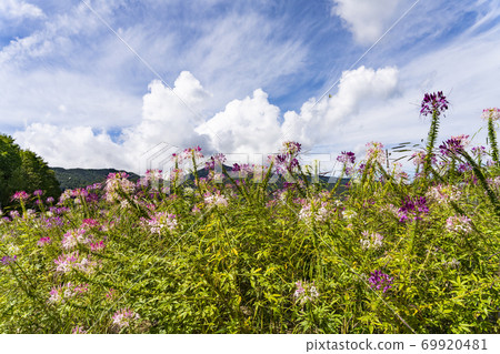 Cleome blooming on the plateau Cleome blooming on the plateau 69920481