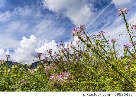 Cleome blooming on the plateau 69920482
