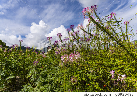 Cleome blooming on the plateau Cleome blooming on the plateau 69920483