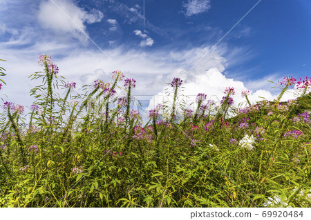 Cleome blooming on the plateau 69920484