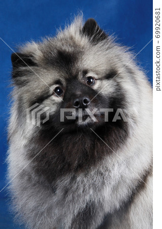German Wolfspitz on a blue background German Wolfspitz on a blue background 69920681