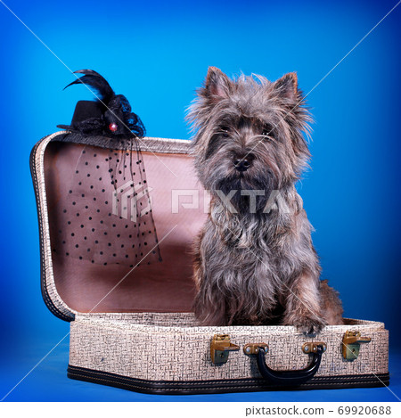 The dog sits in a blue background. Animal delivery and relocation. The dog sits in a blue background. Animal delivery and relocation. 69920688