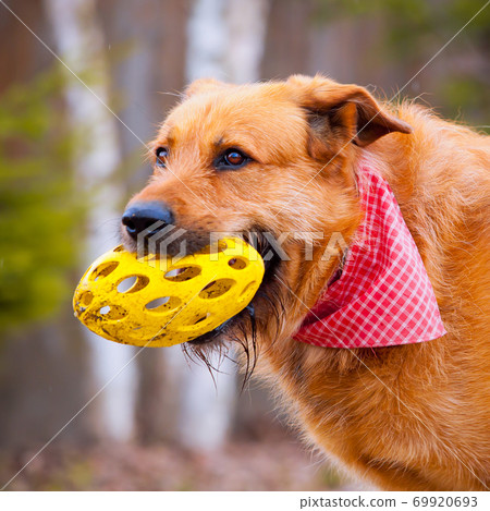 Red dog with yellow toy in teeth on walk 69920693
