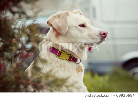 White dog in profile on the street in the bushes 69920694