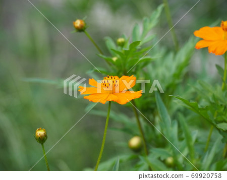  黃波斯菊 69920758