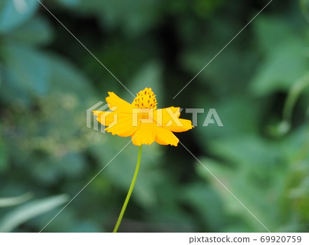  Kivanacosmos 69920759