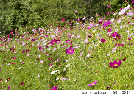 開花在高原的波斯菊 開花在高原的波斯菊 69920815