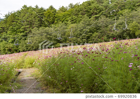 Cosmos blooming at the ski resort 69920836