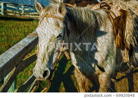 Horse standing tied on fence with typical saddle 69920848
