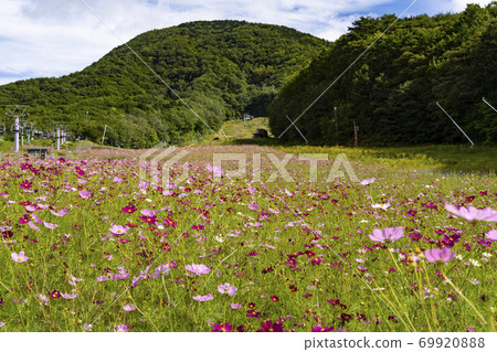 Cosmos blooming at the ski resort 69920888