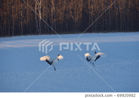 A flock of Japanese cranes flying to the sanctuary (Tsurui, Hokkaido) 69920982