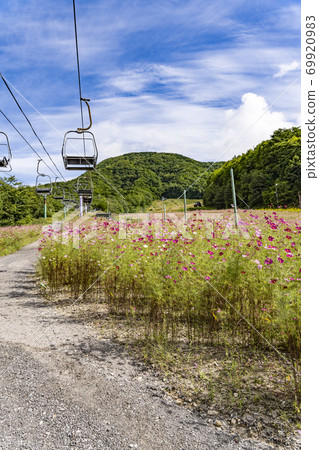 Cosmos blooming at the ski resort 69920983